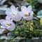 Campanule des Alpes ( Campanula alpestris - MV - BL 10 )