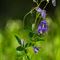 Ancolie Commune ( Aquilegia vulgaris - BL 5 )