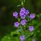 Campanule Carillon ( Campanula medium - BL1 )