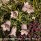 Dans une livrée blanc rosée plus rare, Campanule des Alpes ( Campanula alpestris - MV - BL 6 )