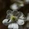 Anémone Hépatique  ici en livrée blanche ( Anemone hepatica - BL 5 )