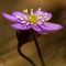 Anémone Hépatique  ( Anemone hepatica - BL 4 )