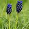 Muscari en grappe (Muscari neglectum - BL2)