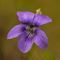 Violette (BL 1)