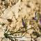 Campanule à Grosses Racines ( Campanula rotundifolia subsp macrorhiza - BL 1 )