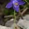 Ancolie de Bertoloni ( Aquilegia bertolonii - MV - BL 1 )