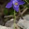 Ancolie de Bertoloni ( Aquilegia bertolonii - MV - BL 1 )