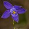 Ancolie de Bertoloni ( Aquilegia bertolonii - MV - BL 2 )