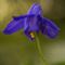 Ancolie de Bertoloni ( Aquilegia bertolonii - MV - BL 3 )