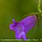 Campanule Gantelée ( Campanula trachelium - BL 2 