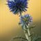 Oursin de Provence ( Echinops ritro - BL 2 )