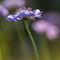 Scabieuse Colombaire ( Scabiosa colombaria - BL 1 )