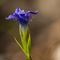 Gentiane Cilliée ( Gentianella cillata - BL 3 )
