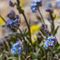 Myosotis des Alpes ( Myosotis alpestris - MV - BL 4 )