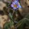 Myosotis des Alpes ( Myosotis alpestris - MV - BL 5 )