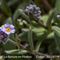 Myosotis des Alpes ( Myosotis alpestris - MV - BL 6 )