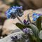 Myosotis des Alpes ( Myosotis alpestris - MV - BL 2 )