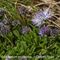 Globulaire à Feuilles en Coeur ( Globularia cordifolia - BL 2 )