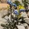 Myosotis des Alpes ( Myosotis alpestris - MV - BL 7 )