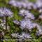 Globulaire à Feuilles en Coeur ( Globularia cordifolia - BL 4 )