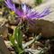 Centaurée Axilaire ( Centaurea axillaris - BL 7 )