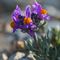 Linaire des Alpes ( Linaria alpina - MV - BL 5 )