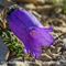 Campanule des Alpes ( Campanula alpestris - MV - BL 3 )