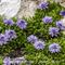 Globulaire Rampant ( Globularia repens - BL 3 )