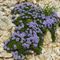 Globulaire Rampant ( Globularia repens - BL 1 )