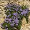 Globulaire Rampant ( Globularia repens - BL 4 )