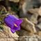 Campanule des Alpes ( Campanula alpestris - MV - BL 1 )