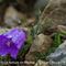 Campanule des Alpes ( Campanula alpestris - MV - BL 2 )