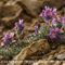 Linaire des Alpes ( Linaria alpina - MV - BL 4 )