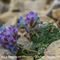 Astragale Améthyste ( Oxytropis amethystea - BL 1 )