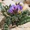 Astragale Améthyste ( Oxytropis amethystea - BL 4 )