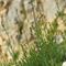 Linaire Striée ( Linaria striata - BL 1 )