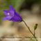 Campanule à Grosses Racines ( Campanula rotundifolia subsp macrorhiza - BL 2 )