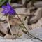 Campanule à Grosses Racines ( Campanula rotundifolia subsp macrorhiza - BL 3 )