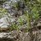 Euphorbe characias ( Euphorbia characias V1 )
