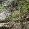 Euphorbe characias ( Euphorbia characias V1 )