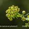 Euphorbe characias ( Euphorbia characias V2 )