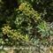 Euphorbe characias ( Euphorbia characias V4 )