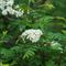Sorbier des oiseleurs - Fleurs ( Sorbus aucuparia - V1 )