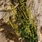 Oseille à feuilles en écu ( Rumex scutatus - V1 )