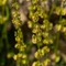 Oseille à feuilles en écu ( Rumex scutatus - V2 )