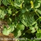 Oseille à feuilles en écu ( Rumex scutatus -V3 )