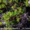 Raisin d'Ours ( Arctostaphylos uva-ursi - V1)