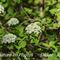 Viorne Lantane (Viburnum lantana - V1)