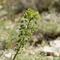Euphorbe characias ( Euphorbia characias V3 )