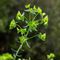Euphorbe de Turin ( Euphorbia taurinensis - V 1 )